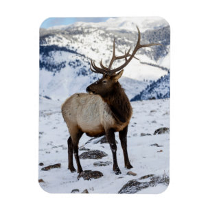 Imán Alce macho solitario en la nieve   Parque Nacional