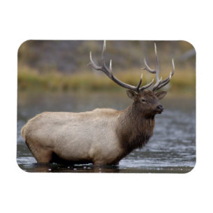 Imán Alce Toro Cruzando Parque Nacional Yellowstone