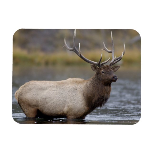 Imán Alce Toro Cruzando | Parque Nacional Yellowstone (Horizontal)