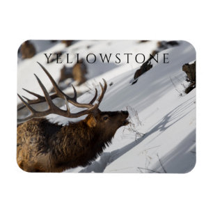 Imán Alce toro en pendiente nevada, postea de piedra am