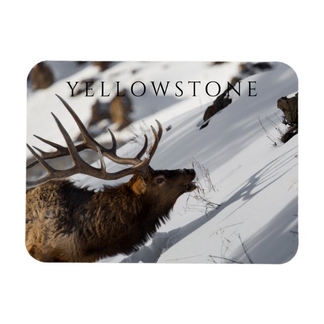 Imán Alce toro en pendiente nevada, postea de piedra am (Horizontal)