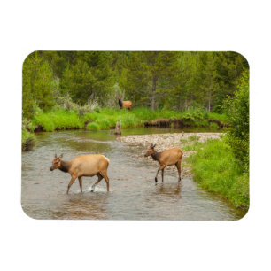 Imán Alces cruzando el río Colorado
