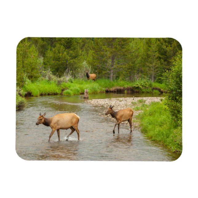 Imán Alces cruzando el río Colorado (Horizontal)