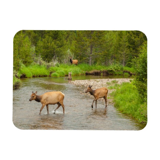 Imán Alces cruzando el río Colorado (Horizontal)