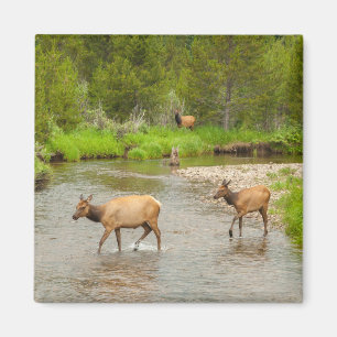 Imán Alces cruzando el río Colorado