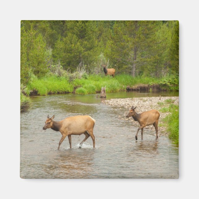 Imán Alces cruzando el río Colorado (Frente)