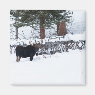 Imán Alces de Bull