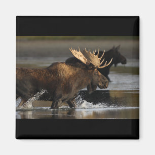 Imán Alces de Bull
