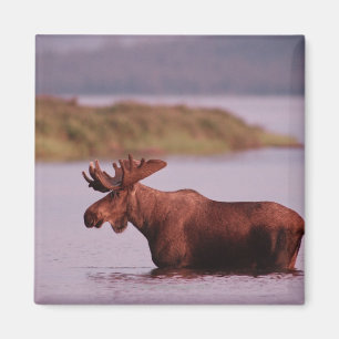 Imán Alces en el lago