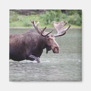 Imán Alces en una misión
