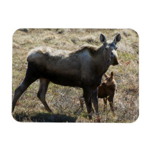 Imán Alces hembra de Alaska con cría