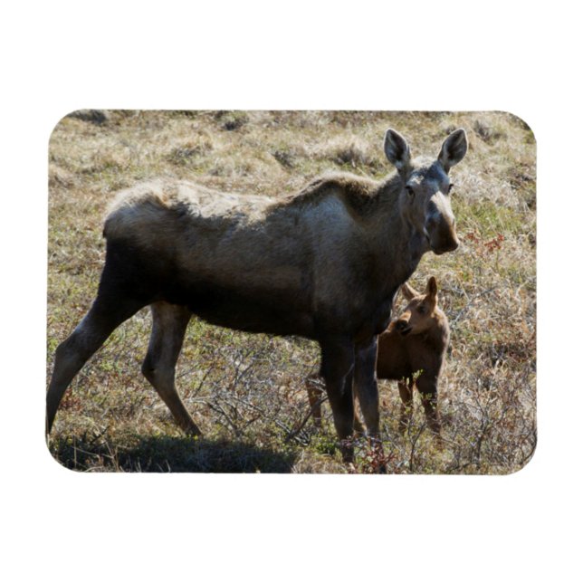 Imán Alces hembra de Alaska con cría (Horizontal)