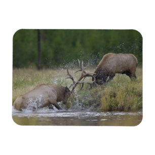 Imán Alces machos luchando, Parque Nacional Yellowstone