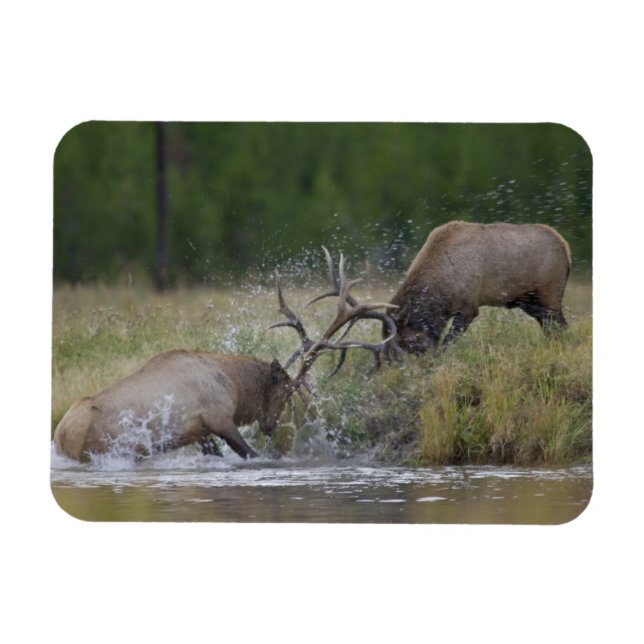 Imán Alces machos luchando, Parque Nacional Yellowstone (Horizontal)