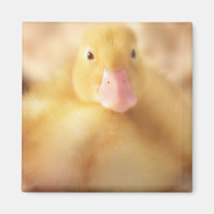 Imán Alegre bebé de Pascua de Pato Amarillo Duckland