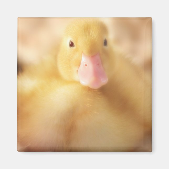 Imán Alegre bebé de Pascua de Pato Amarillo Duckland (Frente)