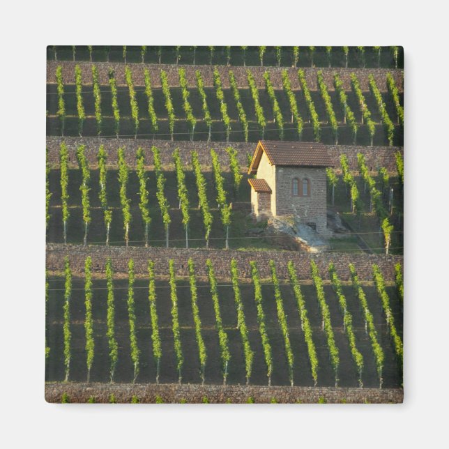 Imán Alemania, Franconia, Wertheim. Ladera trasera espe (Frente)