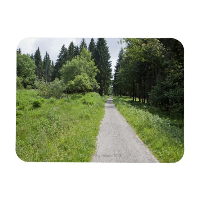 Imán Alemania, Turingia, sendero en el bosque (Horizontal)