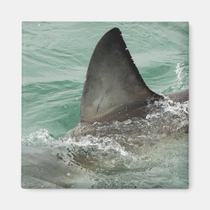 Imán Alerón dorsal de un gran tiburón blanco