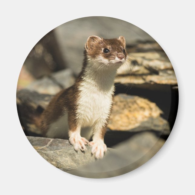 Imán Alert Weasel (Frente)