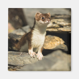 Imán Alert Weasel