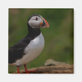 Imán Alerta Puffin