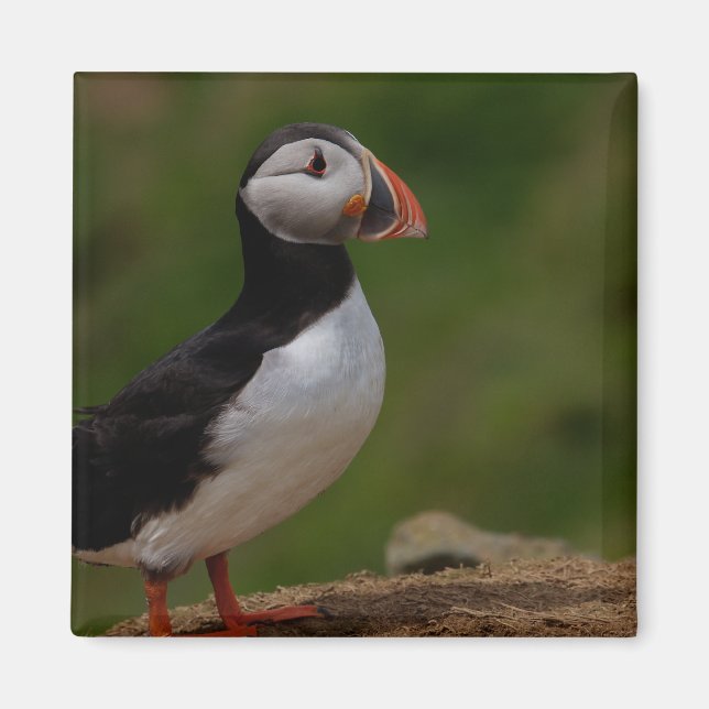Imán Alerta Puffin (Frente)