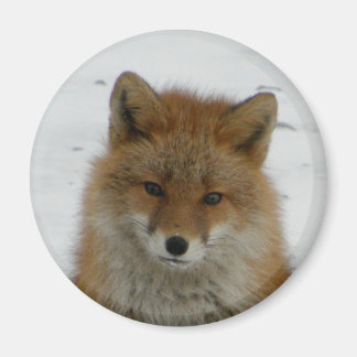 Imán Aleutian Fox