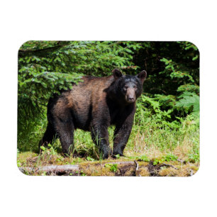 Imán Alfa Black Bear