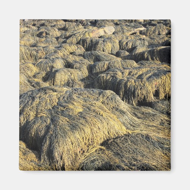 Imán algas marinas (Frente)