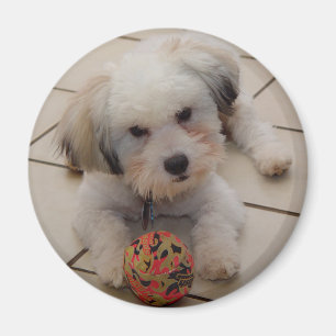 Imán Algodón de Tulear Magnet