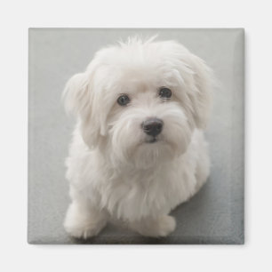 Imán Algodón de Tulear Puppy de Maisie
