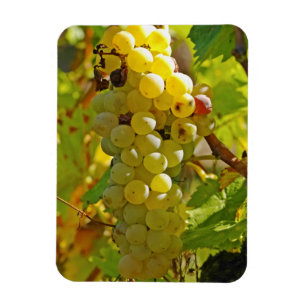 Imán Algunas Chasselas en la viña - plantadas hace much