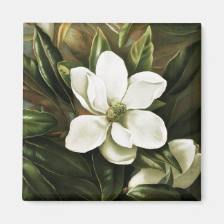 Imán Alicia H. Laird: Magnolia Grandflora