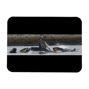 Imán Alimentación de ballenas jorobadas