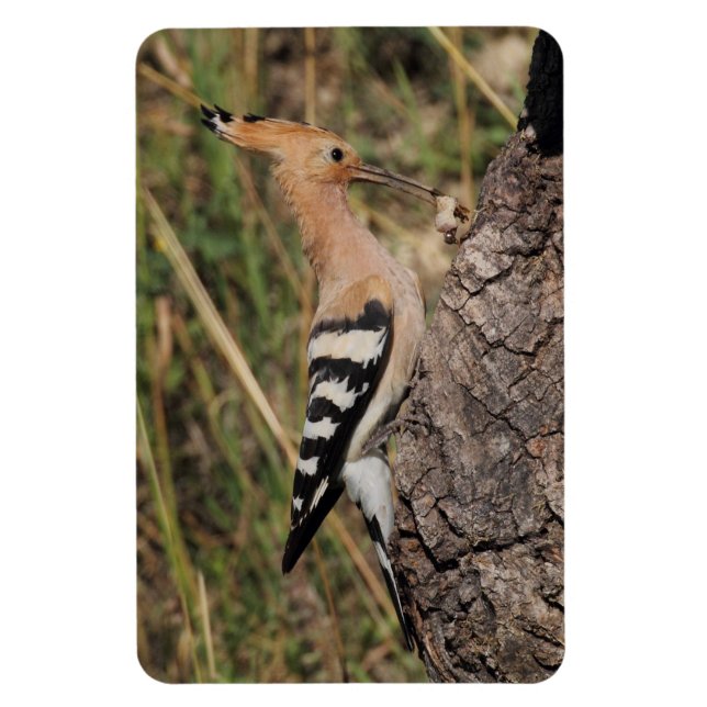 Imán Alimentación de Hoopoe Nestling (Vertical)
