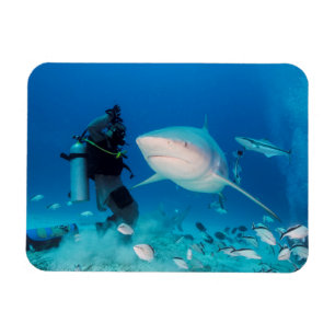 Imán Alimentación de la Bull