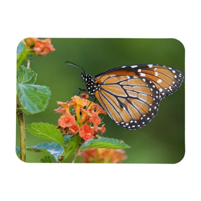 Imán Alimentación de mariposas con soldados (Danaus ere (Horizontal)