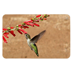 Imán Alimentando colibríes en el Jardín