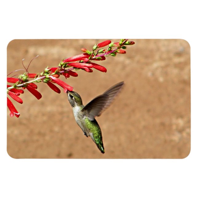 Imán Alimentando colibríes en el Jardín (Horizontal)