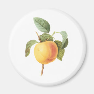 Imán Alimento de Frutas Antiguas, Manzana Calville por 