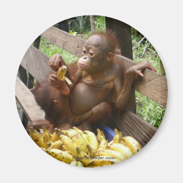 Imán Alimento para bebés (Frente)