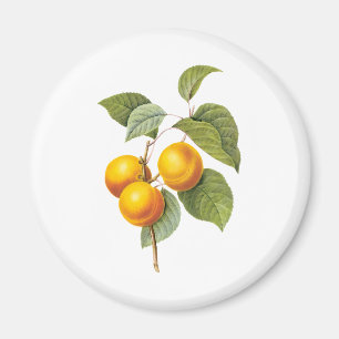 Imán Alimento vintage fruta, albaricoque melocotón de R