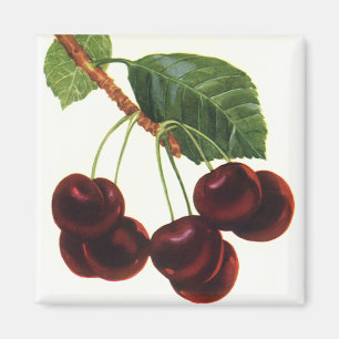 Imán Alimentos de Frutas Vintage, Cerezas Maduras de un