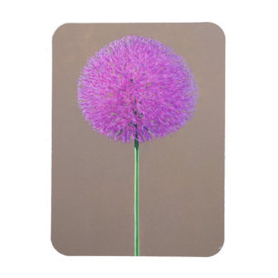 Imán Alium