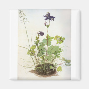 Imán Alkelei-Blume - Albrecht Durer - c1500