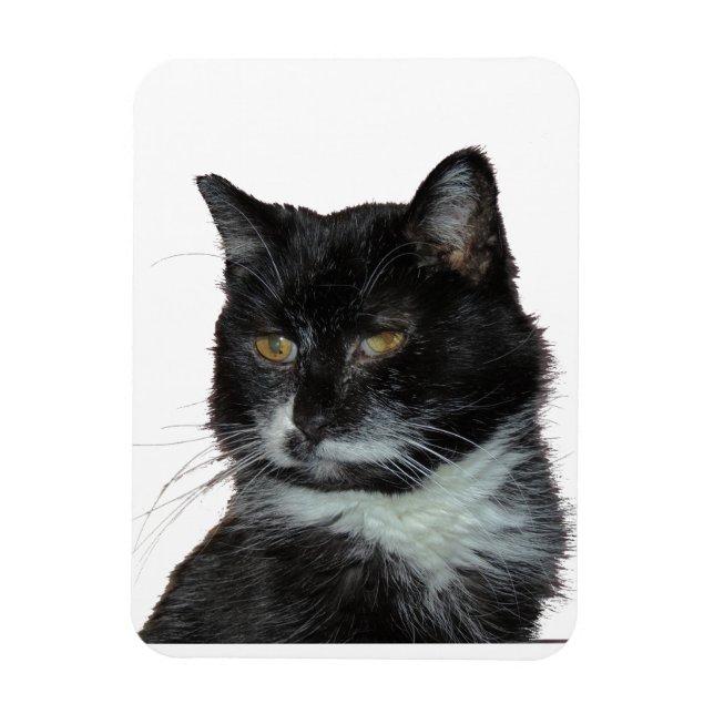 Imán Alley Cat Love (Vertical)