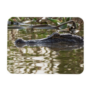 Imán Alligador acechando en aguas pantanosas