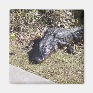 Imán Alligador Colgado En Los Everglades