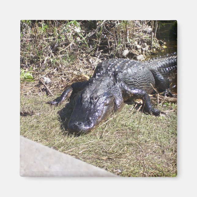 Imán Alligador Colgado En Los Everglades (Frente)